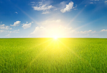 A green wheat field and a bright sunrise.