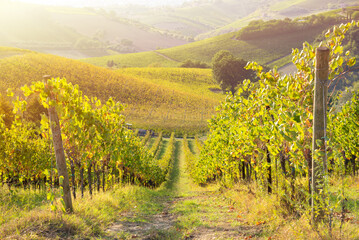 Fototapeta na wymiar Colorful vineyard in autumn lit by sun