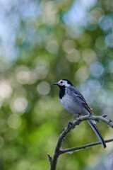 Motacilla alba. Small bird. White wagtail. Beautiful green bokeh background