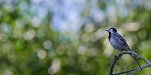 Motacilla alba. Small bird. White wagtail with a green background. Bokeh