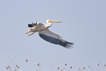 Great white pelican. Pelecanus onocrotalus in flight