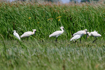 Group of spoonbills and little egrets in the Danube Delta