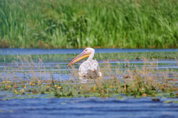 Great white pelican. Pelecanus onocrotalus seen from the back