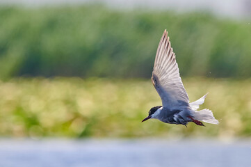 Whiskered tern in flight. Chlidonias hybrida
