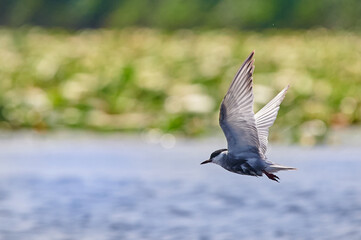 Whiskered tern in flight. Chlidonias hybrida in flight