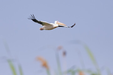 Great white pelican. Wide-spread wings of the pelecanus onocrotalus in flight
