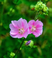 Fototapeta premium Inflorescences of a plant called Cosmos Double Feathered, commonly found in gardens and squares in the city of Bialystok in Podlasie, Poland.