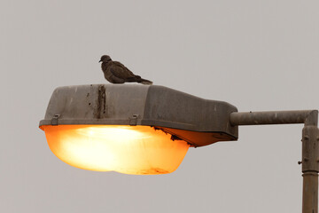 Eurasian Collard Dove perched on a lit street lamp in the morning