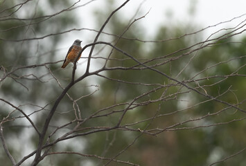 Common rock thrush perched on a acacia tree,  Bahrain