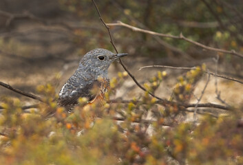 Common rock thrush in green, Bahrain