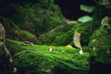Beautiful Bright Green moss grown up cover the rough stones and on the floor in the forest. Show with macro view. Rocks full of the moss texture in nature for wallpaper.