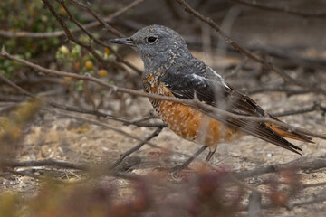 Common rock thrush perched on ground, Bahrain