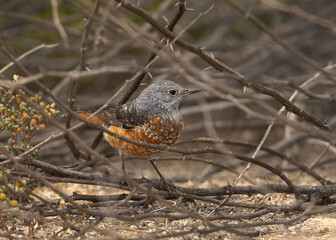Closeup of a Common rock thrush perched on a twig, Bahrain