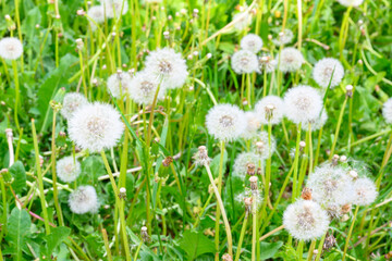 Glade of fresh meadow dandelions on a sunny spring day. Flowering dandelions. Dandelion plant with a fluffy bud.