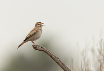 Rufous-tailed Scrub Robin perched on a wooden log at Hamala, Bahrain