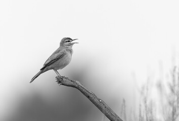 Rufous-tailed Scrub Robin perched on a wooden log at Hamala, Bahrain