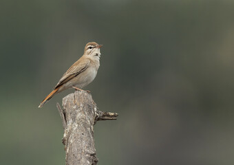 Rufous-tailed Scrub Robin perched on a tree trunk at Hamala, Bahrain