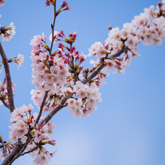 桜