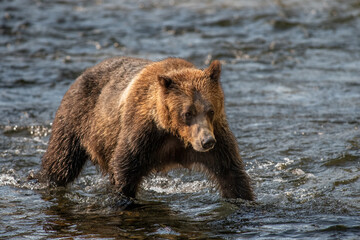 Obraz premium Young Grizzly Bear Along a River in British Columbia