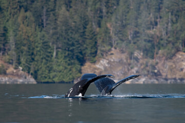 Obraz premium Whale Tails in Synchronization