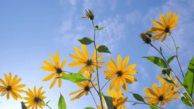 yellow bright flowers of Jerusalem artichoke on background of summer blue sky are swaying. beautiful fresh flower heads and buds on a sunny day. bees are flying. the concept of nature. closeup.