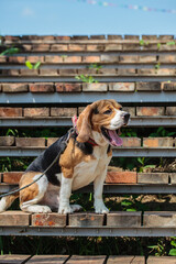 beagle hunting dog sits on the steps in the park