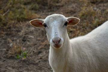 Obraz na płótnie Canvas A beautiful white Ewe, female sheep on the farm