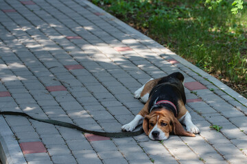 beagle hunting dog on the street. dog resting on pavement