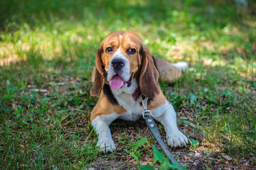 beagle hunting dog on the street. dog resting lying on the lawn in the park