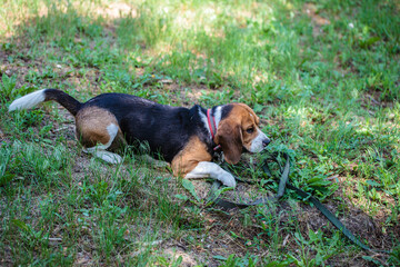 beagle hunting dog on the street. dog resting lying on the lawn in the park