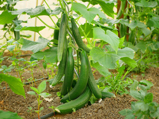 Cucumber english Cucumis sativus seedless bio green vegetable harvest farmer farming greenhouse folio European fresh farm garden harvesting burpless long food plant ripe leaves bio organic Europe