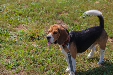 a hunting dog of the beagle breed stands on the street. dog on a leash for a walk.