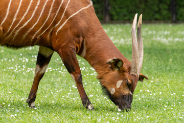 Bongo - antelope eat grass or hay. Wild animal in zoo, at summer sunny weather.