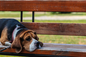 beagle hunting dog on the street. dog resting on a bench in the park