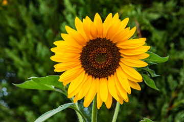 Beuatiful sunflower isolated against green background