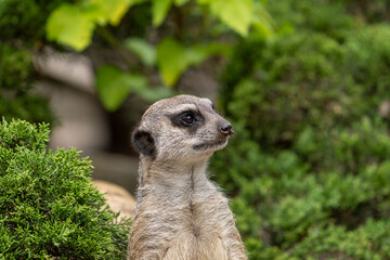 Meerkat or surikat look around with a blurred background. Wild animal in zoo, at summer sunny weather.