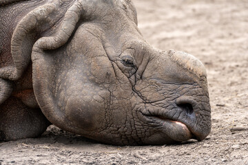 rhinoceros without a horn lying on the ground. Wild animal in zoo at summer sunny weather.