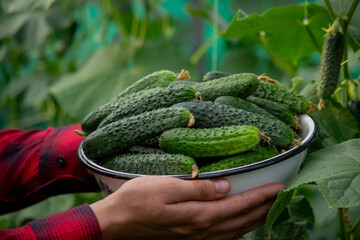 a farmer harvests cucumbers. cucumbers in a bowl.