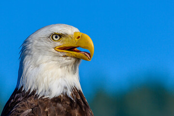Obraz premium Close-up of Bald Eagle 