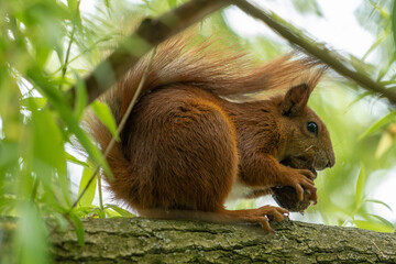 Red Squirrel on the tree eat the nut. Wild animal in garden at summer sunny weather.