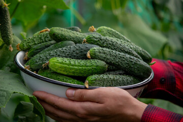 a farmer harvests cucumbers. cucumbers in a bowl.