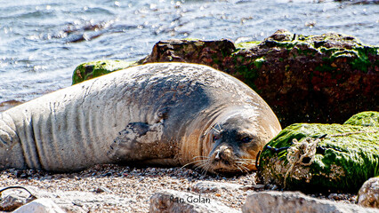 sea lion on the beach israel