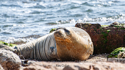 seal on the beach