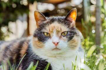 Close up portrait of multicolor pleased, well-fed cat lying on the green grass in the garden....