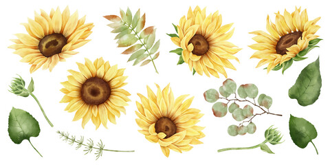 Watercolor sunflower hand painted illustration set. Yellow flower, bud, leaf, eucalyptus branch. Classic floral botanical illustration.