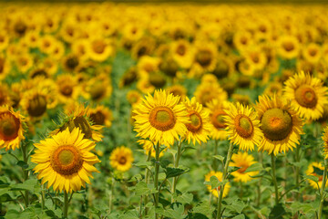 sunflower seed field close-up.