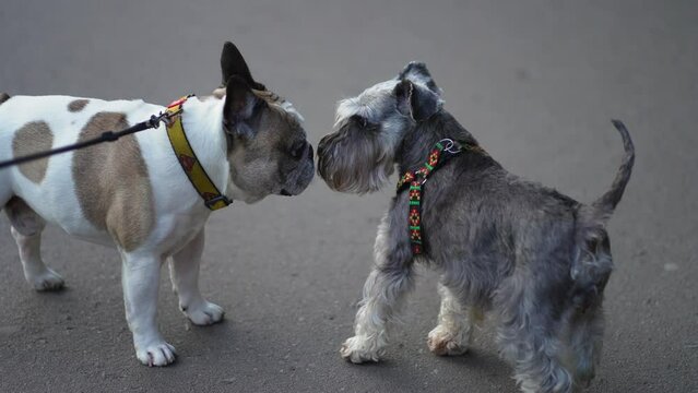Miniature schnauzer dog. The dog is a French bulldog
