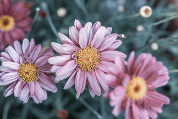 Close-up on Cosmea flowers in the garden. Editing in cold tones.