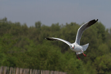 Seagull flying in the background of trees and sky.Flying seagull