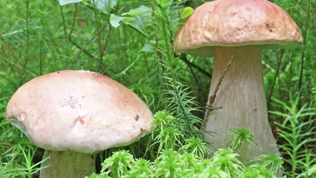 There are two porcini mushrooms growing in the forest. Video with ceps in green moss